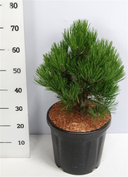 Pinus heldreichii 'Compact Gem'