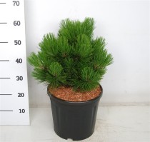 Pinus heldreichii 'Compact Gem'