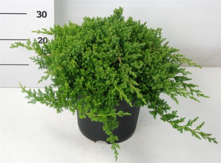 Juniperus procumbens 'Nana'