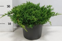 Juniperus procumbens 'Nana'