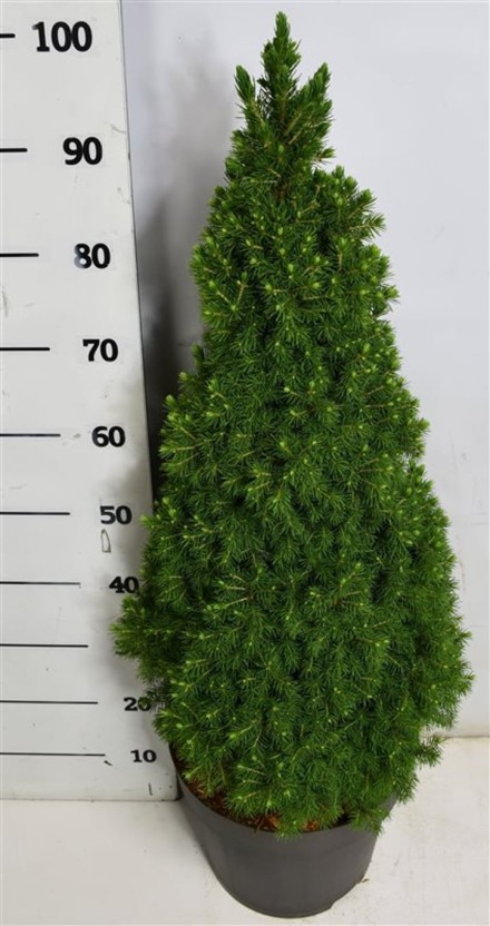 Picea gl. 'Perfecta'