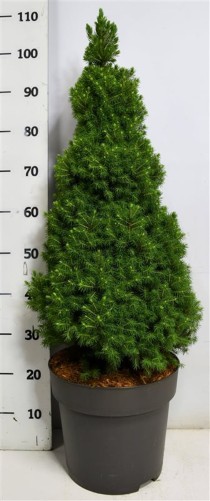 Picea gl. 'Perfecta'