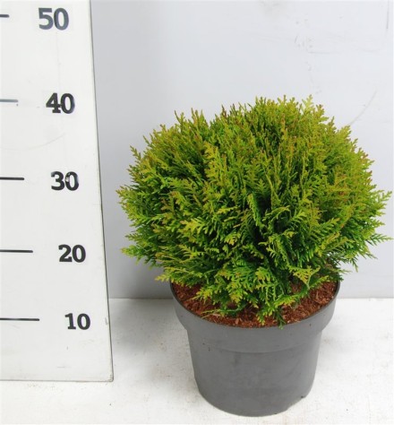 Thuja occ. 'Danica'