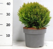 Thuja occ. 'Danica'