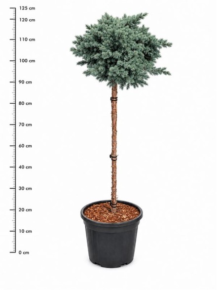 Juniperus squamata 'Blue Star'