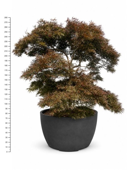 Acer pal. 'Garnet'