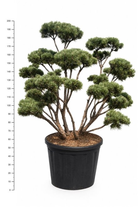 Pinus sylvestris 'Watereri'