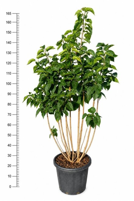 Syringa vulg, Beauthy off Moscow
