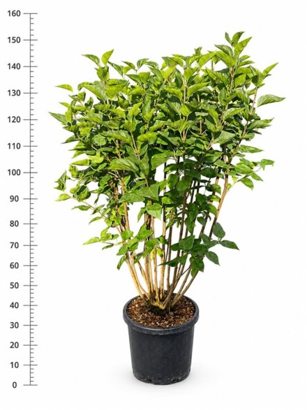 Syringa v. 'Charles Joly'