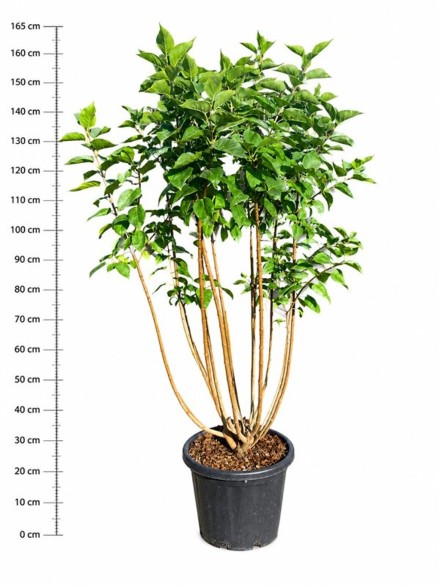 Syringa v. 'Michel Buchner'