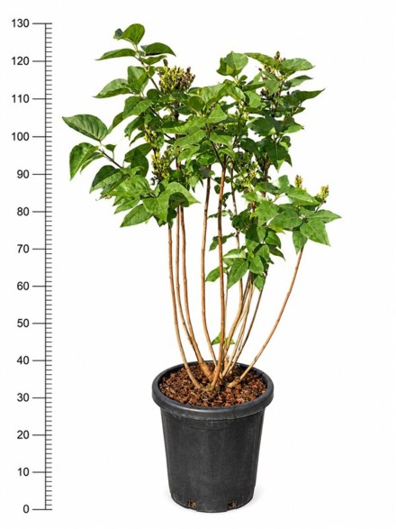 Syringa v. 'Ruhm von Horstenstein'
