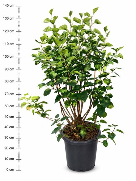 Syringa v. 'Sensation'