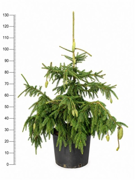 Picea a. 'Acrocona'