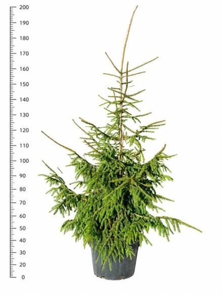 Picea orientalis 'Aureospicata'