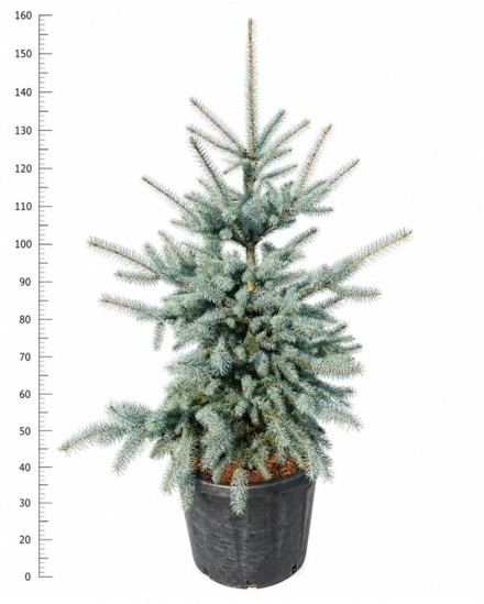 Picea pungens 'Edith'