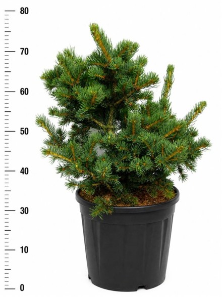 Picea pungens 'Lucky Strike'