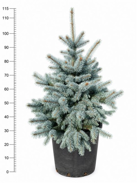 Picea pungens 'Oldenburg'