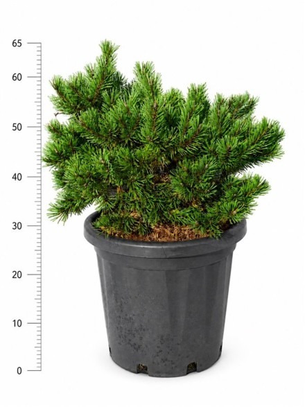 Pinus mugo 'Klosters Grun'