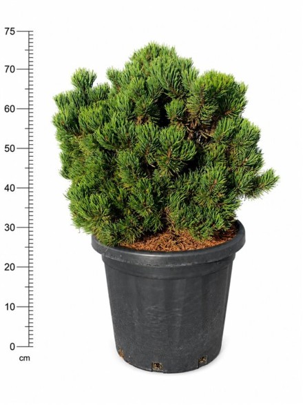 Pinus mugo 'Picobello'
