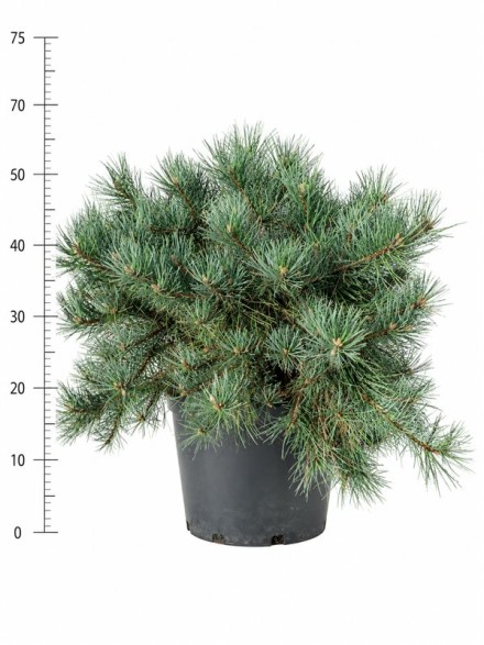Pinus sylv. 'Repens'