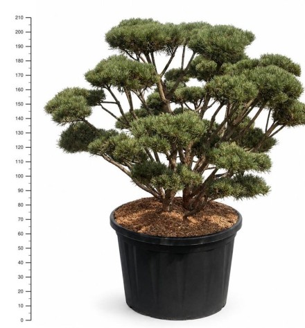 Pinus sylvestris 'Watereri'