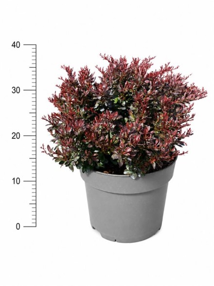 Berberis thunb. 'Bagatelle'