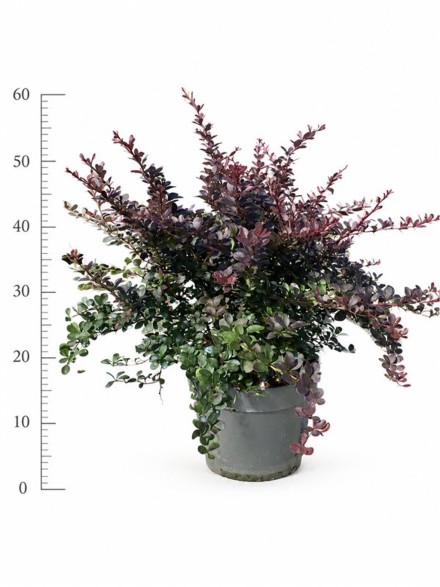 Berberis thunb. 'Dart's Red Lady'