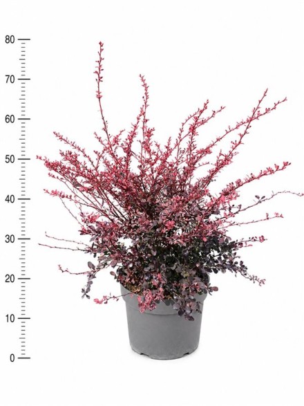 Berberis thunb. 'Harlequin'