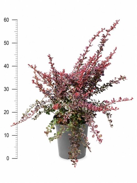 Berberis thunb. 'Rose Glow'