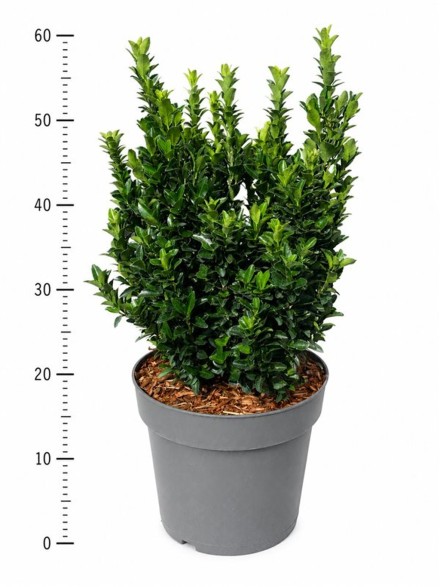 Euonymus jap. 'Green Spire'