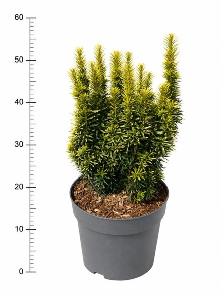 Taxus b. 'David'