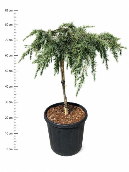 Cedrus deod. 'Feelin' Blue'