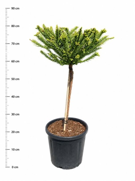 Cryptomeria ' 'Dinger'