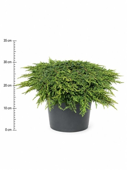 Juniperus comm. 'Green Carpet'