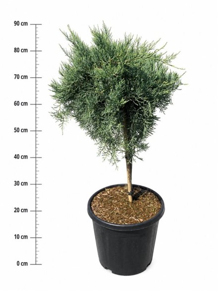 Juniperus virg. 'Grey Owl'