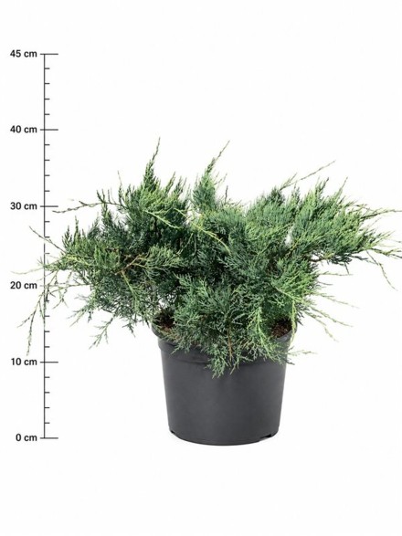 Juniperus virg. 'Grey Owl'