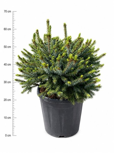 Picea omorika 'Nana'