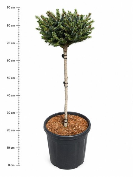 Picea omorika 'Nana'