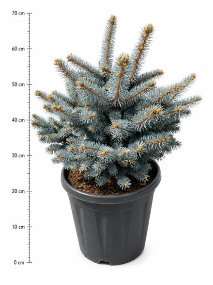 Picea pungens 'Glauca Globosa'