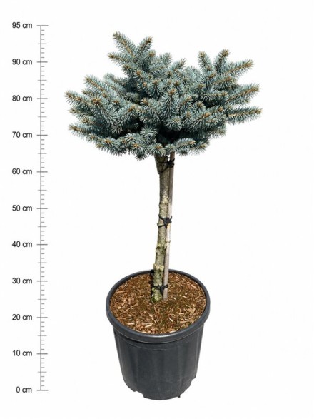 Picea pungens 'Glauca Globosa'