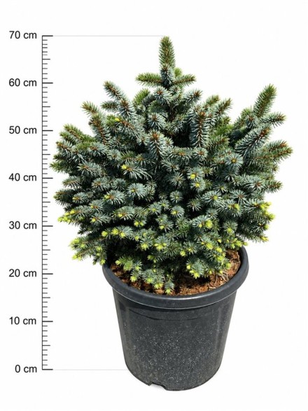 Picea sitchensis 'Tenas'