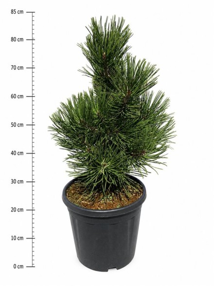 Pinus heldreichii 'Little Dracula'