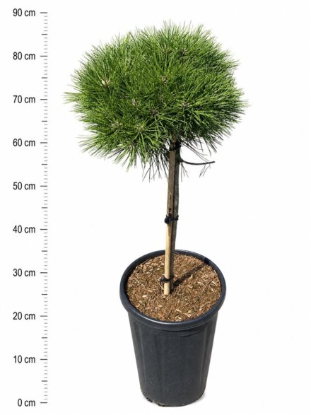 Pinus nigra 'Marie Bregeon'
