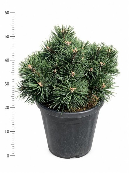 Pinus mugo 'Green Pearl'