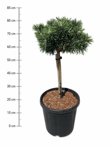 Pinus mugo 'Green Pearl'