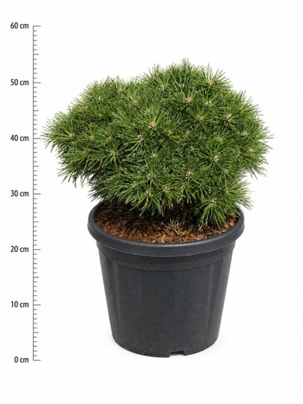 Pinus mugo 'Benjamin'