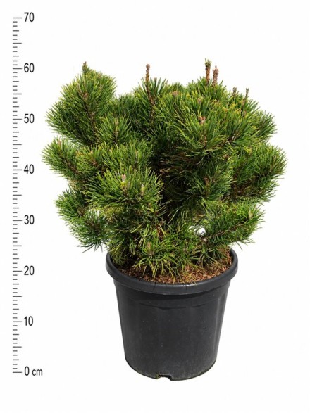 Pinus mugo 'Carsten'