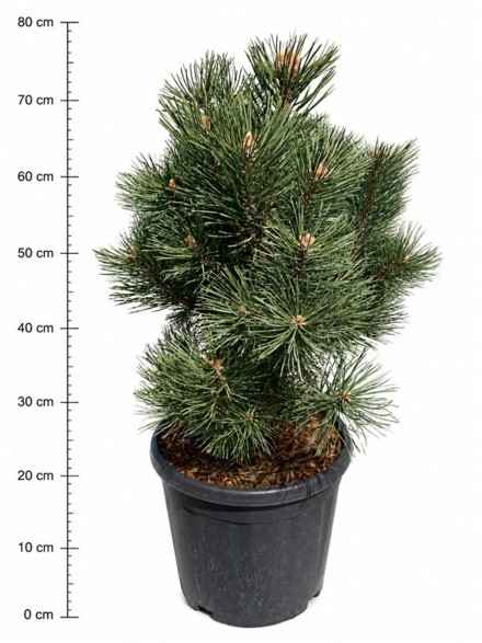 Pinus mugo 'Columbo'