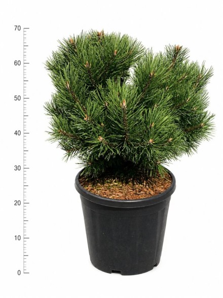 Pinus mugo 'Gnom'