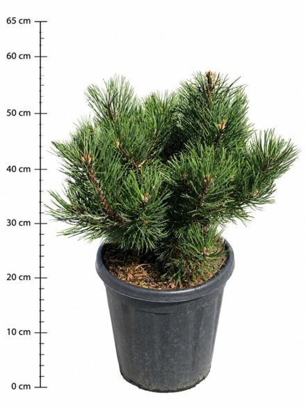 Pinus mugo 'Gnom'